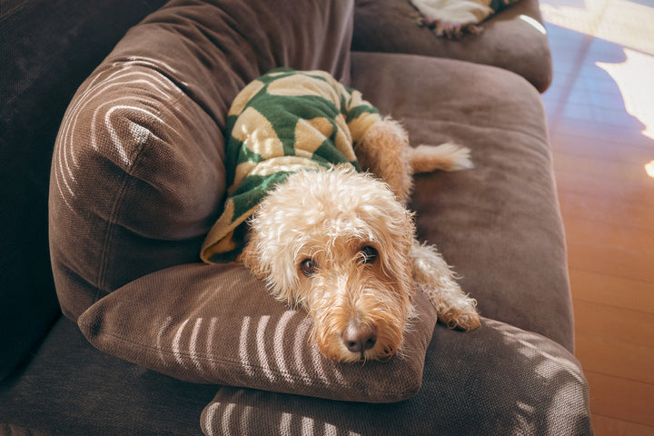 Dog Robe - Flower -