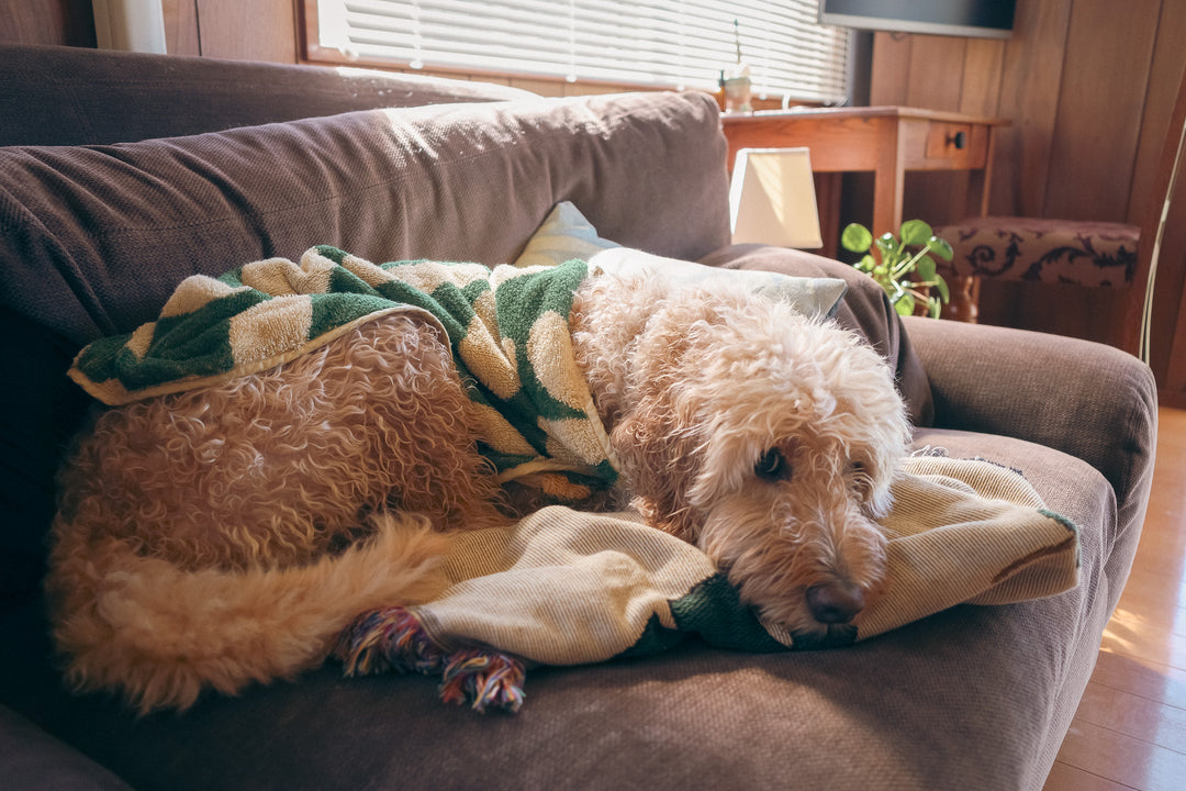 Dog Robe - Flower -