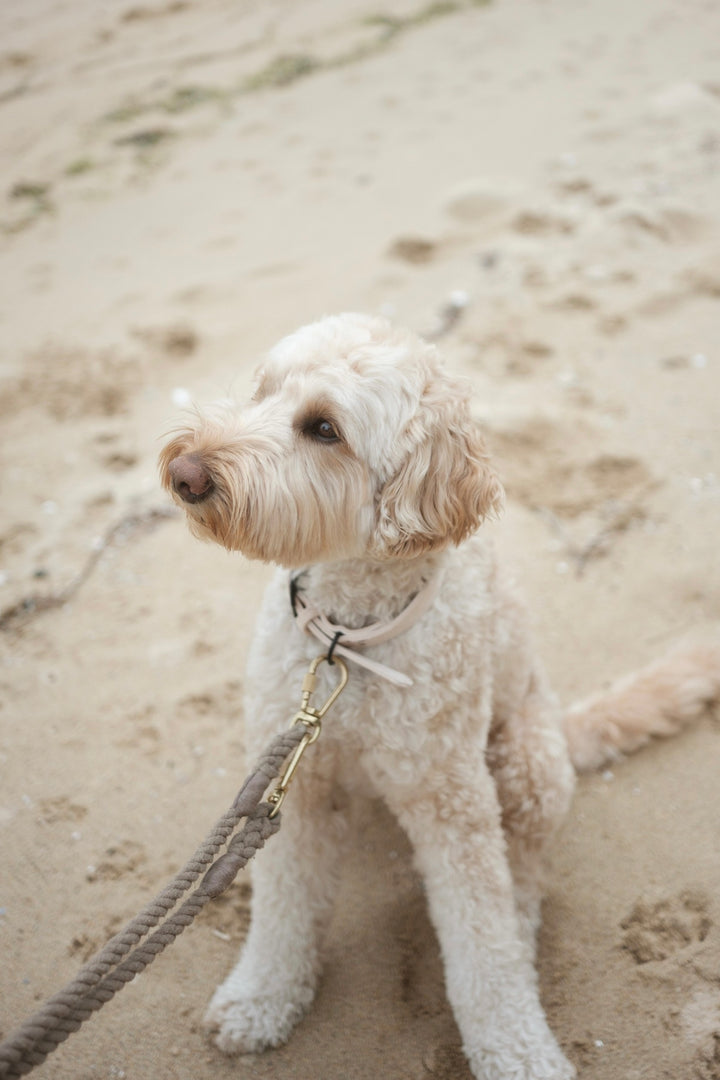 Ethical Leather Collar