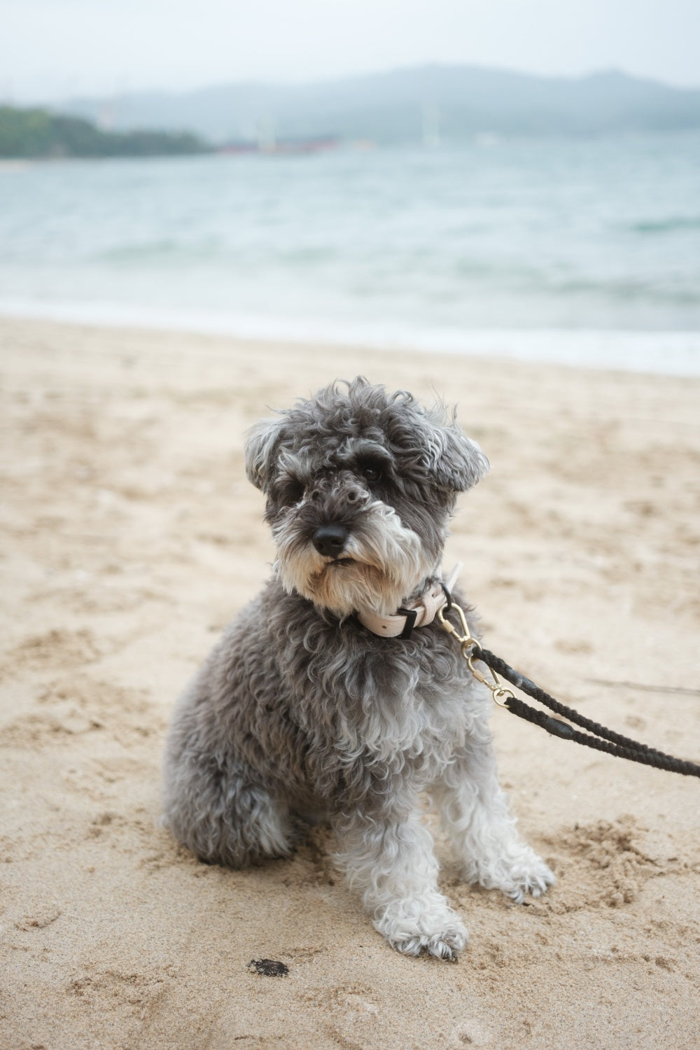 Ethical Leather Collar