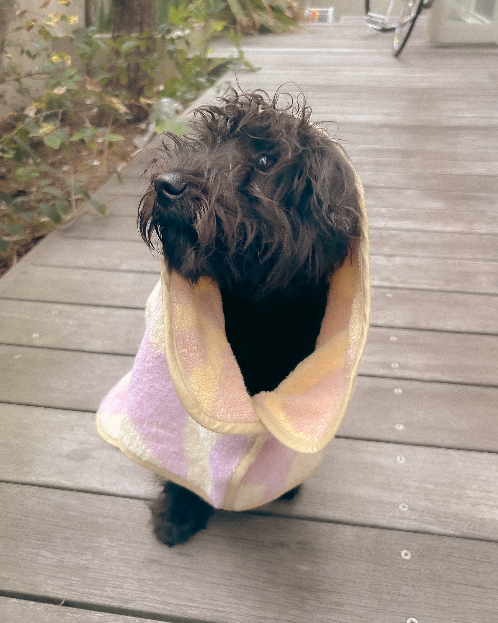 Organic Cotton Towels